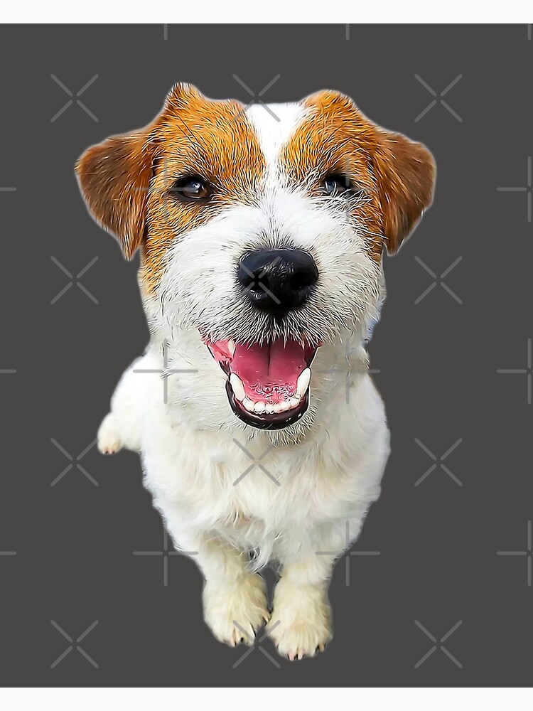 Jack Russel Terrier Welpen Jrt Welpen Jack Russell Terrier Welpen