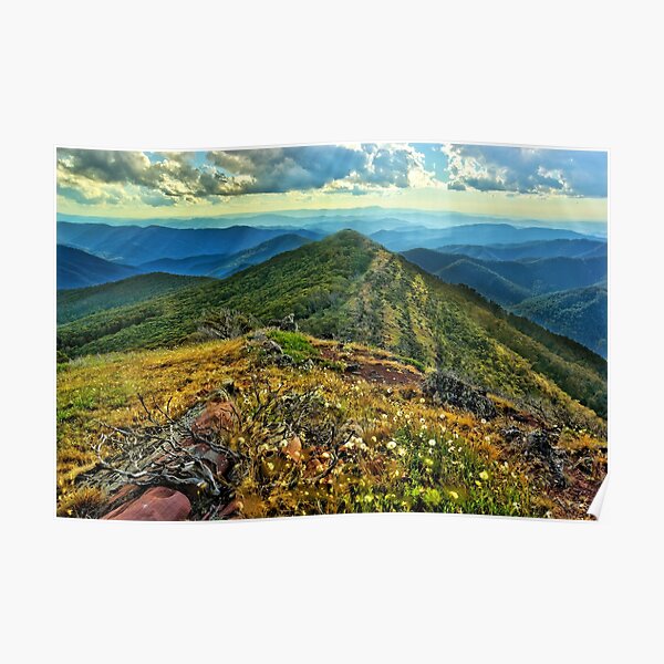 Wildflowers on Mount McDonald Poster