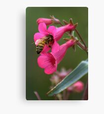 Pollinating The Spring Penstemon Leinwanddruck