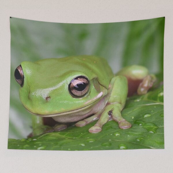 Item preview, Dwarf Tree Frog designed and sold by notjustamwac.