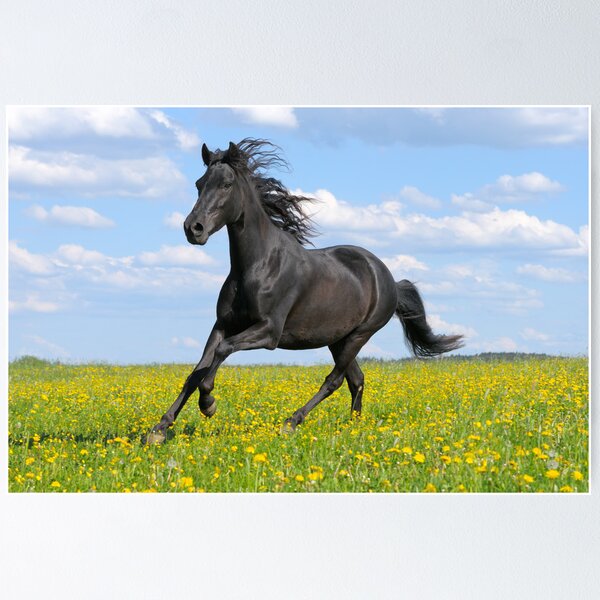 Paso Fino Pferd Poster