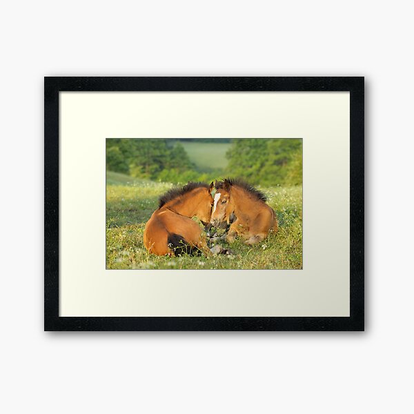 Zwei Connemara-Ponyfohlen Gerahmter Kunstdruck