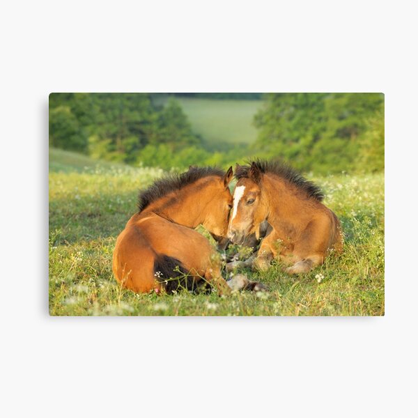 Zwei Connemara-Ponyfohlen Leinwanddruck