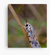 Moth Macro Canvas Print