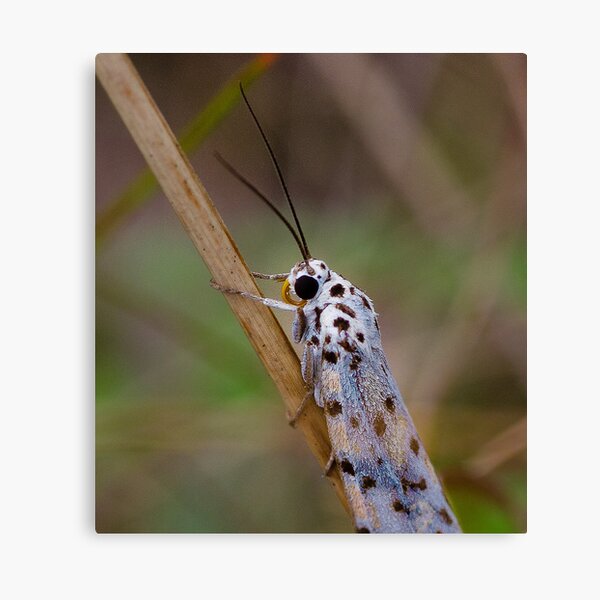 Moth Macro Canvas Print