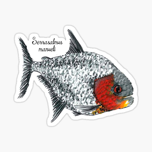  Piranha Attack Sticker: Showcase love for fishing with