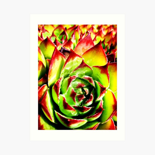 Sempervivum Art Print