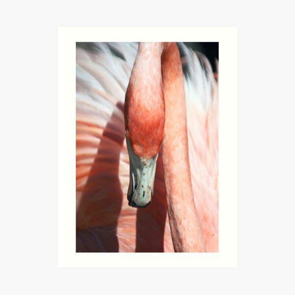 Flamingo Art Print