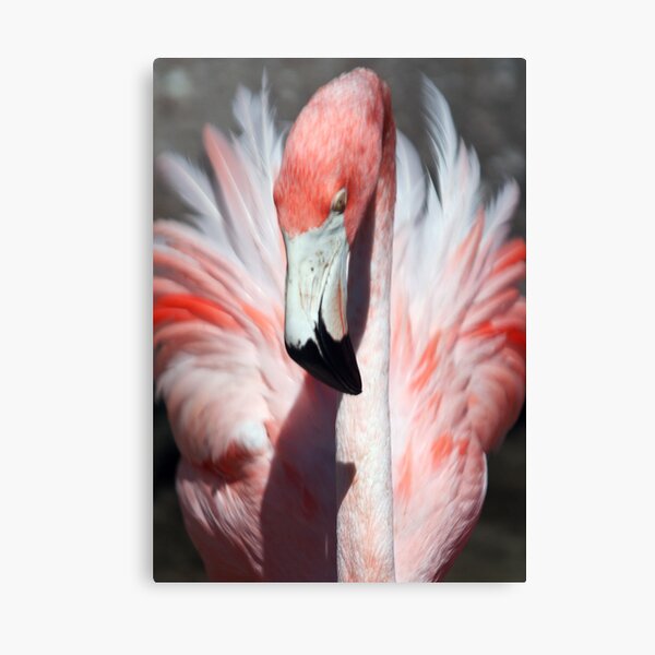 Pretty Flamingo Canvas Print