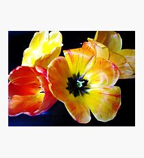 SPRING TULIPS Photographic Print