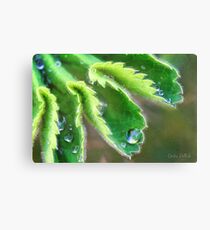Water Droplets on Lady's Mantle Canvas Print