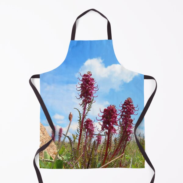 Watercolor Flower, Elephant's Nose 01, Niwot Ridge, Colorado Apron