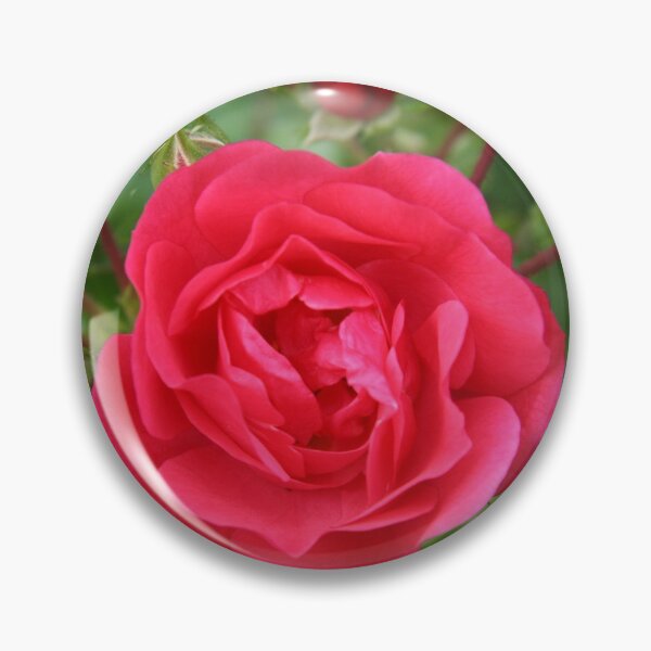 Item preview, Rosa designed and sold by coffeebean.