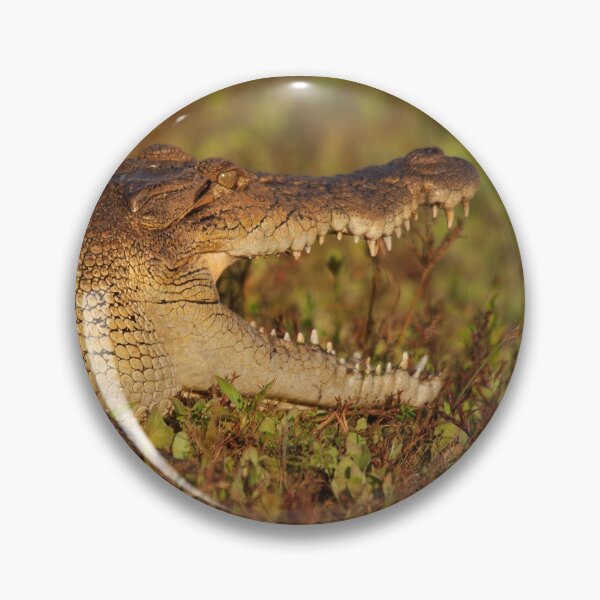 Item preview,  tuvo que recibir un tiro rápido antes de que decidiera hacerse amistoso. Este chill'n croc se ve muy bien como una impresión gráfica, así como impresa en tazas designed and sold by mhall.