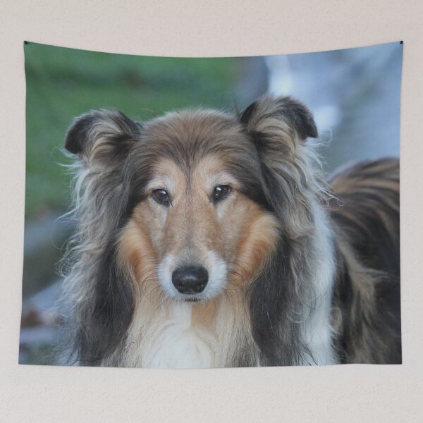 Item preview, Shaded Sable Rough Collie designed and sold by KarenWoodArt.