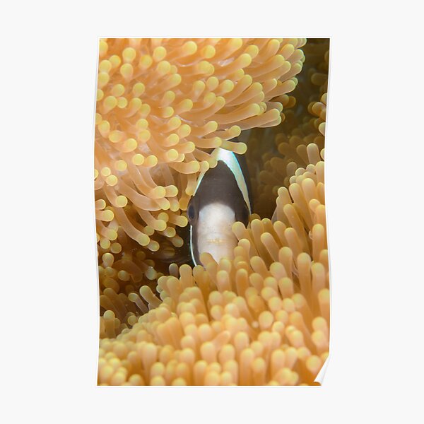 Clark's anemonefish - Amphiprion clarkii Poster