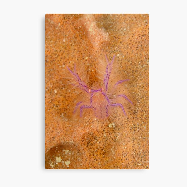 Squat lobster - Lauriea siagiani Metal Print