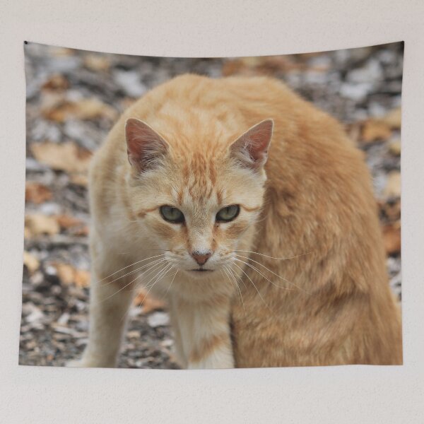 Item preview, Ginger Cat designed and sold by KarenWoodArt.