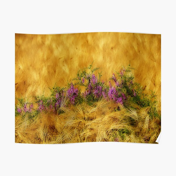 Flowers in the wheat Poster