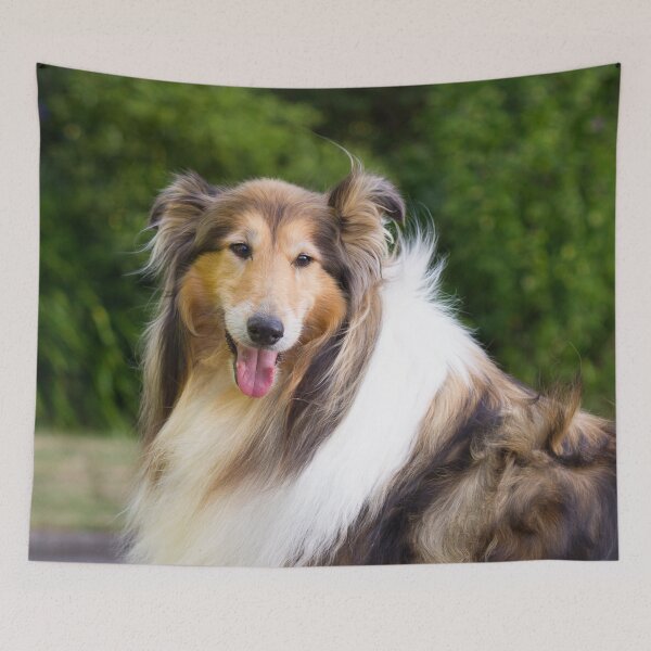 Item preview, Collie Standing On Stone Wall designed and sold by KarenWoodArt.