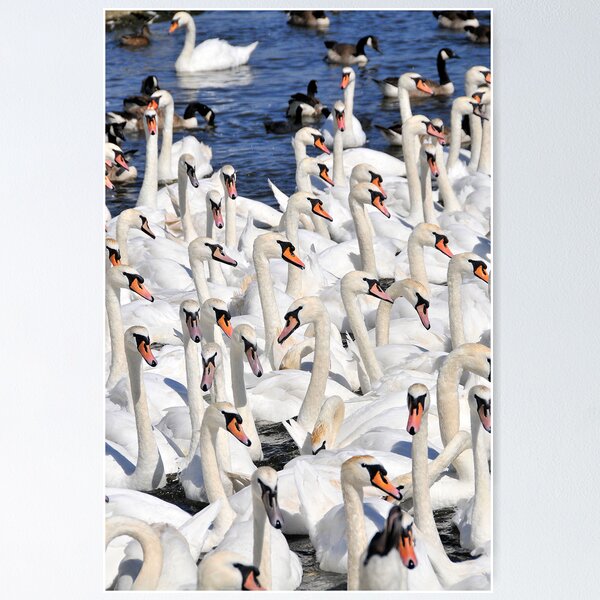 Item preview, Abbotsbury swannery, Dorset, UK designed and sold by buttonpresser.