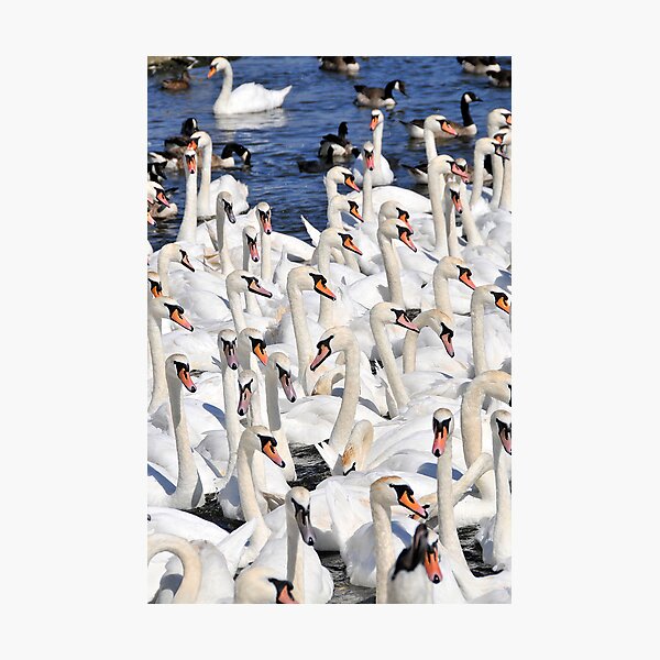 Item preview, Abbotsbury swannery, Dorset, UK designed and sold by buttonpresser.
