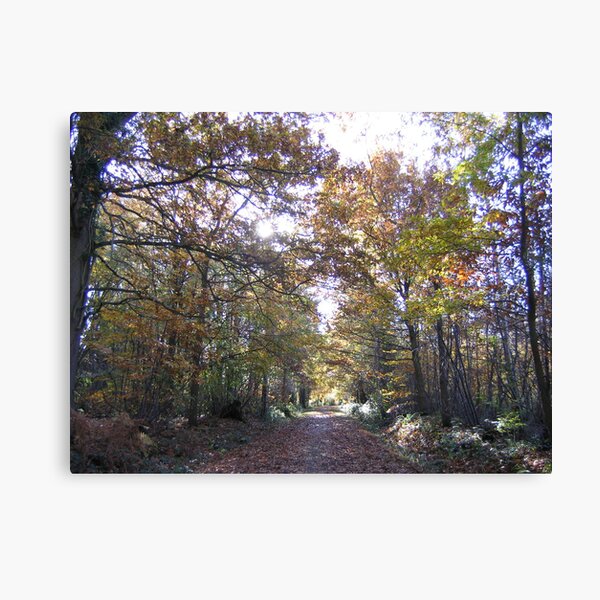 Woodland Canvas Print
