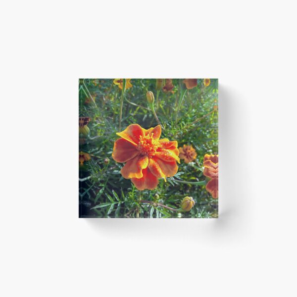Item preview, Marigold designed and sold by Sanesapien.