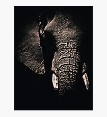 African Elephant Photographic Print