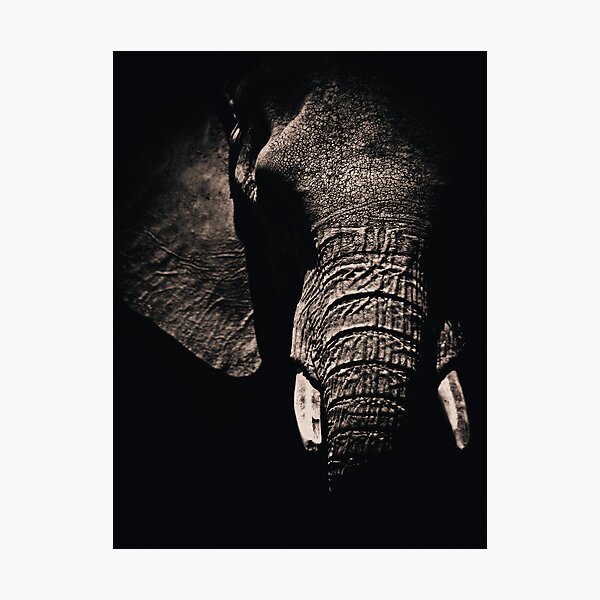 African Elephant Photographic Print