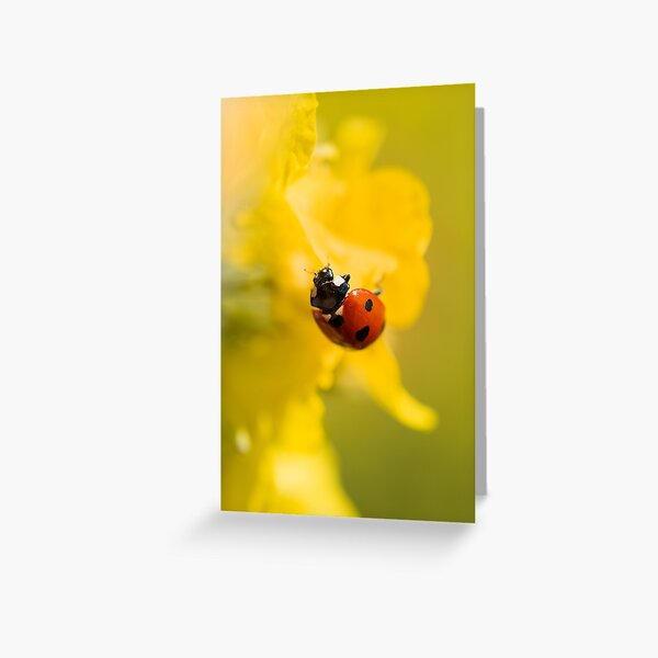 Macro of a red ladybug in yellow flowers Greeting Card