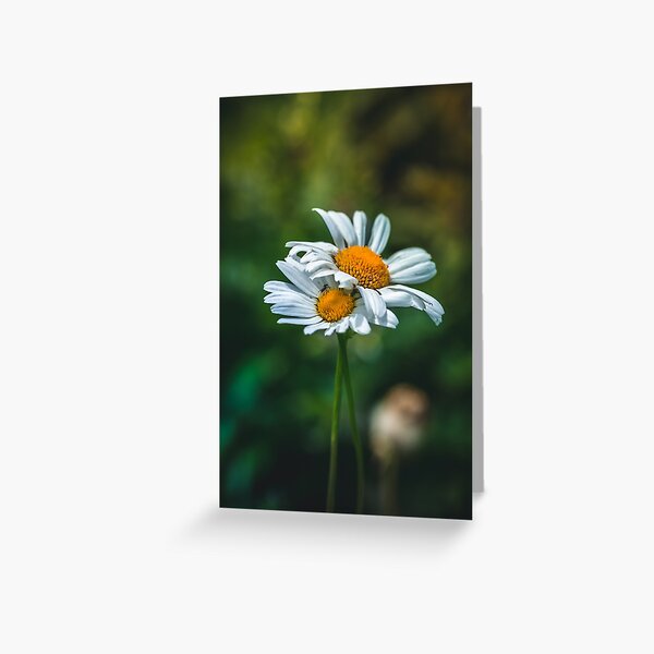 Close-up of white daisies on green background, in a meadow Greeting Card