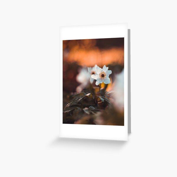 White wooden anemone macro with brown and orange bakground Greeting Card