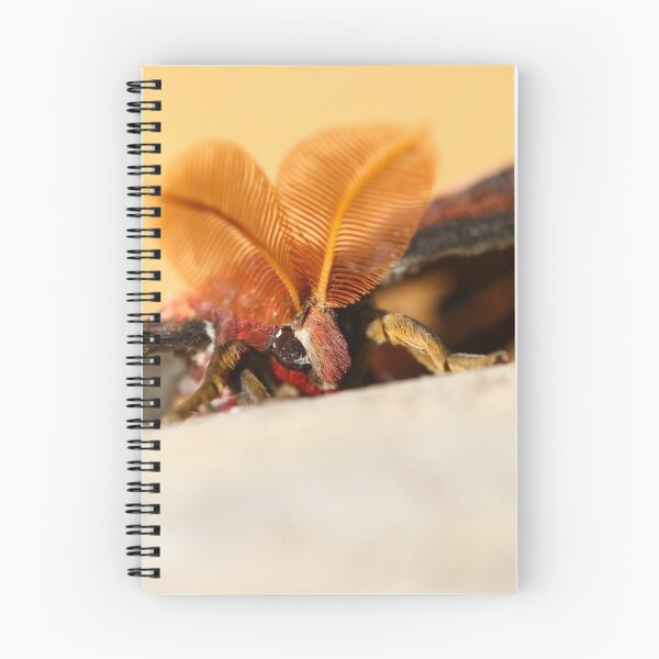 Item preview, Giant atlas moth closeup designed and sold by GreyFeatherPhot.