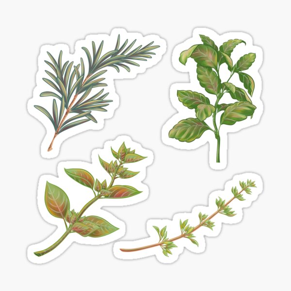 Aromatic herbs: rosemary, oregano, thyme and basil Sticker