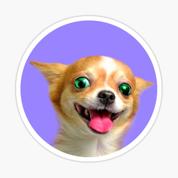 Produits sur le thème Chihuahua Violet  Redbubble