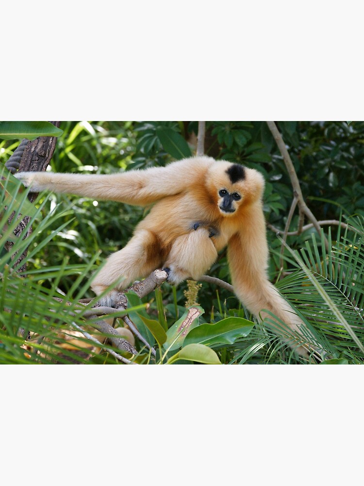 White-Cheeked Gibbon by rogersmith