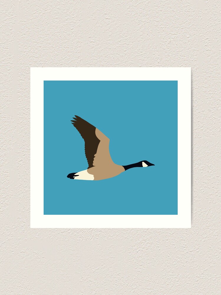 Canada geese in flight