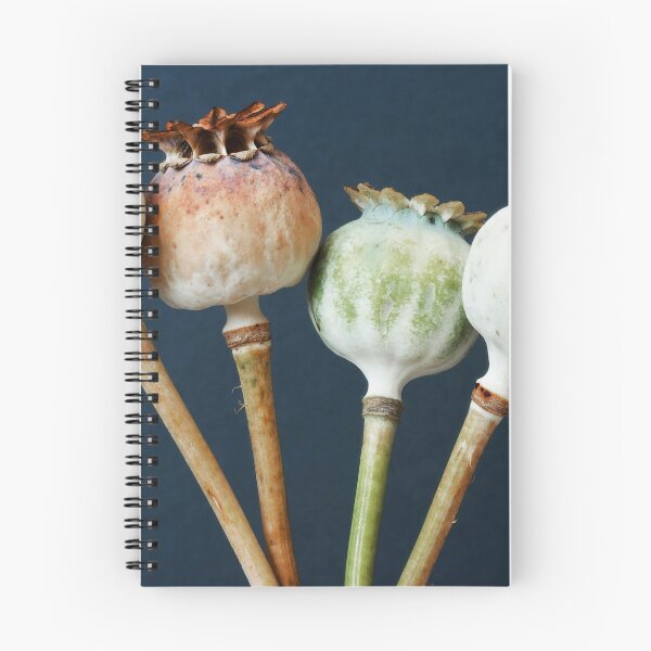 Item preview, Poppy seed pods designed and sold by Anne Staub.