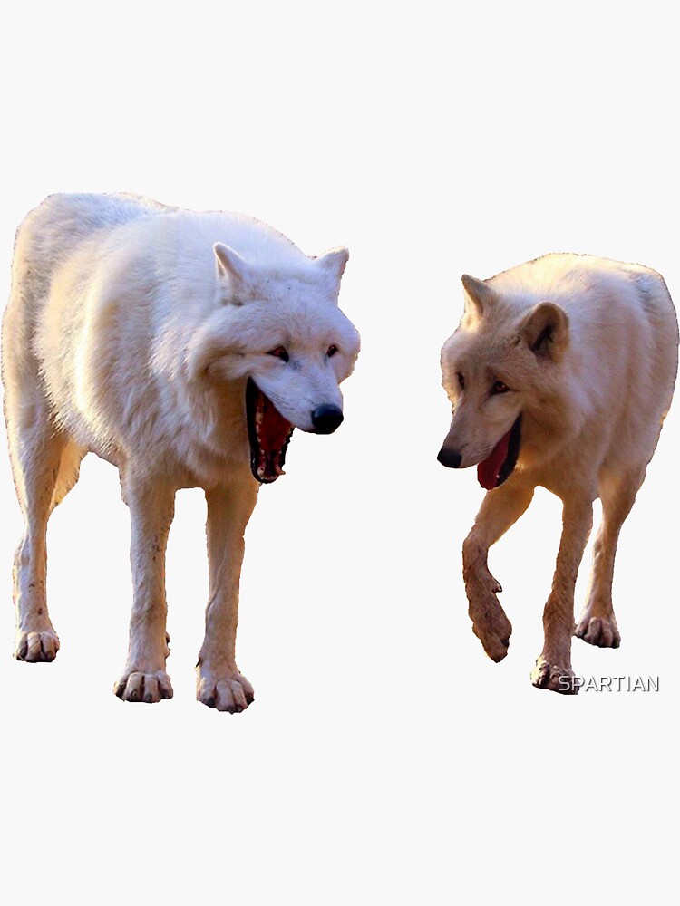 How To Make A Laughing Wolves Meme Free Template Laug