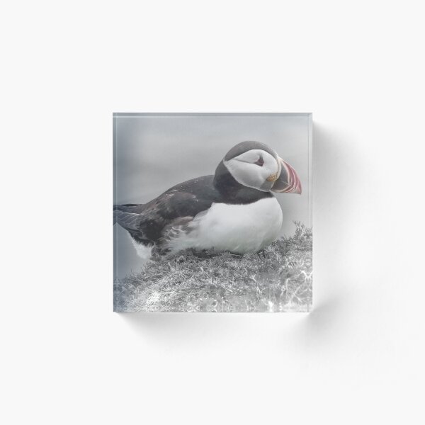 Puffin Acrylic Block