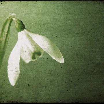 Artwork thumbnail, Spring by Anne Staub