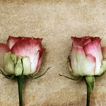 Artwork thumbnail, Two by Anne Staub