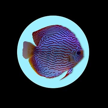Artwork thumbnail, Discus Fish by GFishy