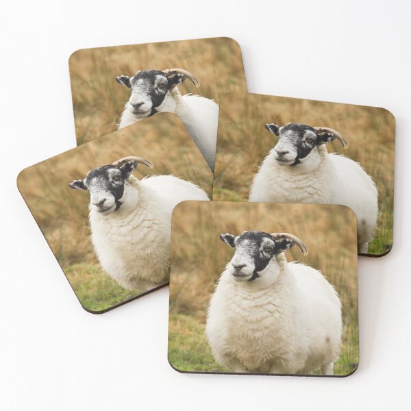 Item preview, Black Face Sheep designed and sold by Jane Stanley Photography.