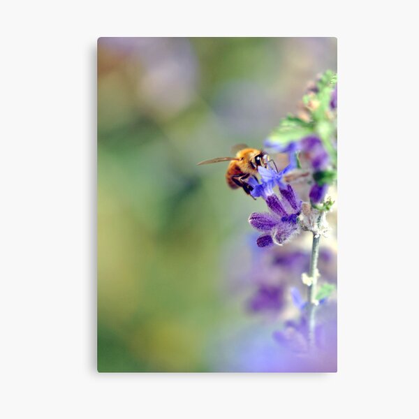 Busy Buzzy Bumble Canvas Print