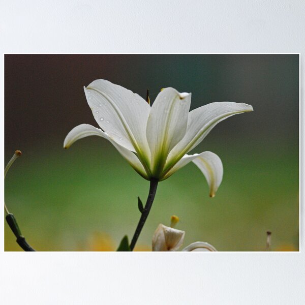 Item preview, Mourn for the Lilies designed and sold by Bree Waltman.