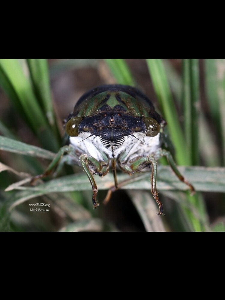 Cicada Face by mark-bugs-org