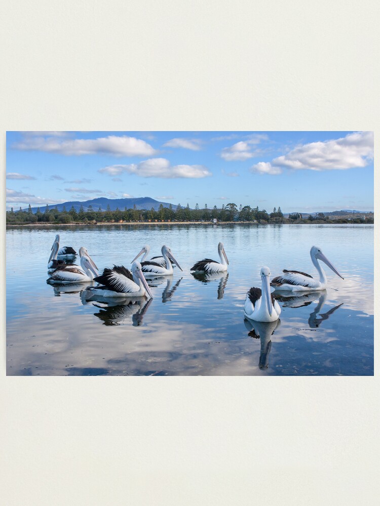 Alternate view of Pelicans at Wagonga Inlet Photographic Print