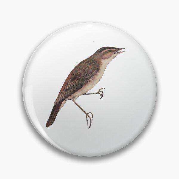Item preview, Bird Art - sedge warbler - Vintage Print Art designed and sold by Studio66Designs.